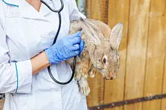 兽医妇女与听诊器持有和检查兔子在牧场近距离背景。兔子在兽医手中检查在自然生态农场。关爱动物、生态养殖