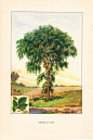 1926 Botany Print - American Elm Tree