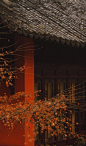 清凉寺的枫境 ​​​​