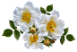 玫瑰, 花, 白, 安排