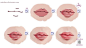 要画好一个唇，首先得理解嘴巴的结构，然后研究其色调是否与人物性格符合。（net） #sai教程#（转） ​​​​