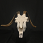 Image: Impressive Goat skull, real bone (D), available at natur. : Found on Google from naturshowroom.com