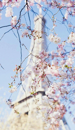 繁星点滴采集到樱花祭