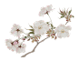 yuki-1 (12)