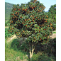 红果冬青————常绿乔木，结红果，红色的果实在树上停留的时间长，一般从当年的10月延长到第2年的 4～ 5月 ，高达20m。树形整齐。