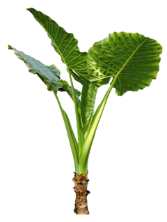 123yaohuiling采集到植物