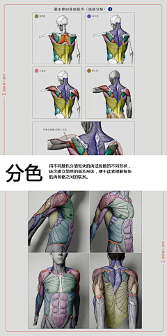 叶千华也采集到人体临摹