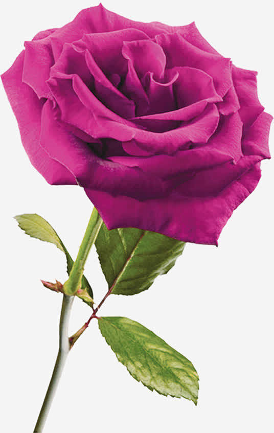 玫瑰花高清素材 玫瑰红玫瑰花朵 免抠pn...