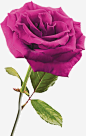玫瑰花高清素材 玫瑰红玫瑰花朵 免抠png 设计图片 免费下载