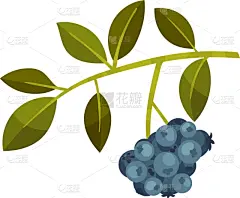 branch with dark blue berries