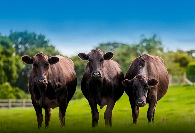 Wyndford herd