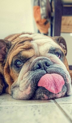 可爱手机壁纸：萌萌哒宠物狗_手机壁纸_暖心网