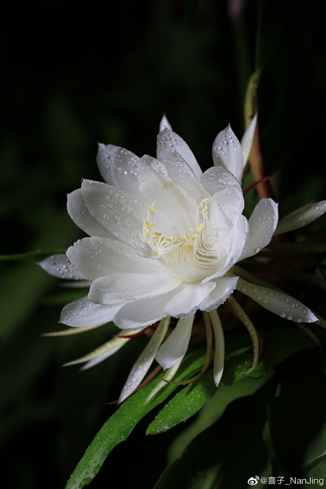 昙花一现