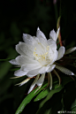 昙花一现
