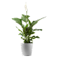 植物、盆栽、盆景png@没有故事的七月-3