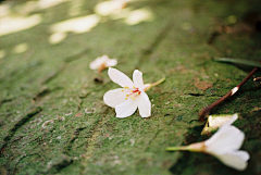 茗花倾城采集到桐花