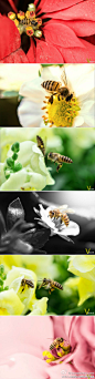 #佳能摄友分享#今日分享来自@Unregistered_users，作品介绍：“ 采蜜大行动。使用器材：Canon 5D MarkIII EF 100mm f2.8L IS ”，敬请大家点评。如果你也有作品想与大家一起分享，听听摄友的意见，欢迎来参与#佳能摄友分享#并@Canon佳能
