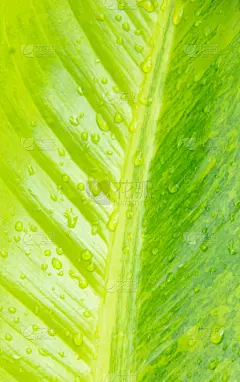叶子,水滴,绿色,水彩画颜料,排队等,垂直画幅,美,特写,植物,热带气候
