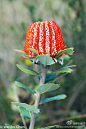西南澳植物记: Banksia coccinea/Scarlet Banksia. 仅分布于西南角很小的一块区域，高达数米的英俊灌木。引种难度很大，即使在澳洲植物园里也几乎见不到。