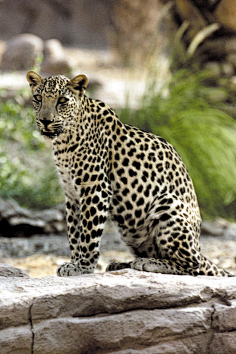 食肉目·猫科·豹属:阿拉伯豹3胭芷采集到猫科采集食肉目·猫科·豹属