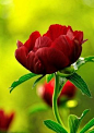http://user.qzone.qq.com/799413178/main
时光悠远，世事淡然；有一种情谊，淡香如茶，有一种人生，清澈如水。
