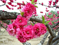碧桃  又名千叶桃花，碧桃是桃的一个变种，习惯上将属于观赏桃花类的半重瓣及重瓣品种统称为碧桃。碧桃的花期为3月至4月，较梅花花期长，花朵丰腴，色彩鲜艳丰富，花型多。