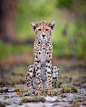 Cheetah Cub, Zambia by Will Burrard-Lucas