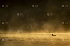 常见的笨蛋轮廓