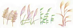 简笔画5000例 一本就够（色铅笔卷） - Part 4 植物 - 涂涂猫 编著 - 微信读书