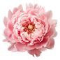 牡丹花