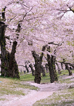 静世浮沉采集到家--花园庭院