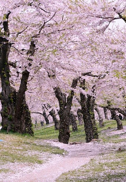 盛开的樱花树，五棱郭公园，北海道
Che...