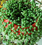 珍珠吊兰/佛珠 - Pearl Chlorophytum
