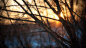 1366x768 Branches & Winter Light