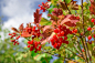 currants-6585902_1280