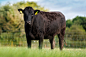 World leading Wagyu genetics - Wyndford Wagyu