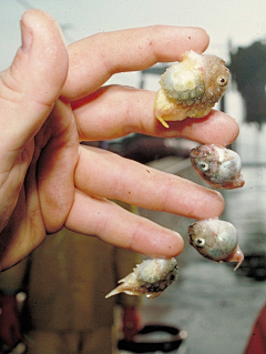 胭芷采集到生物○水族