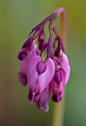 紫色的花和流血的心

purple flowers and bleeding hearts.