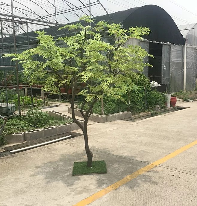 仿真鸡爪槭