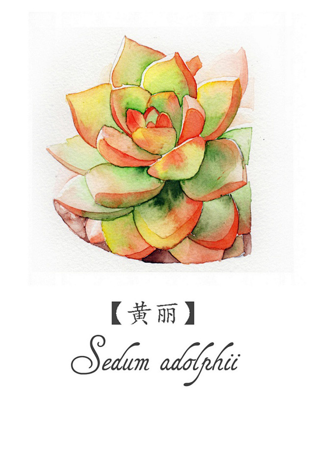多肉们-丢丢丢丢丢掉惹_插画,水彩,多肉...