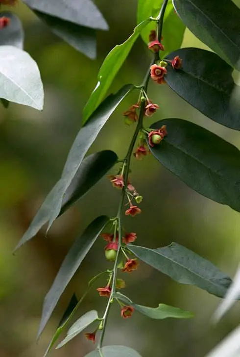 守宫木 守宫木，Sauropus androgynus(L.)Merr，又称五指山野菜、树仔菜、越南菜、天绿香等，大戟科守宫木属植物。守宫木在 ...