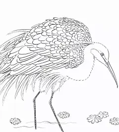 吉祥寓意花鸟白描欣赏鹭鸶
鹭与禄谐音，因而鹭鸶寓意福禄无边，一路畅通。
