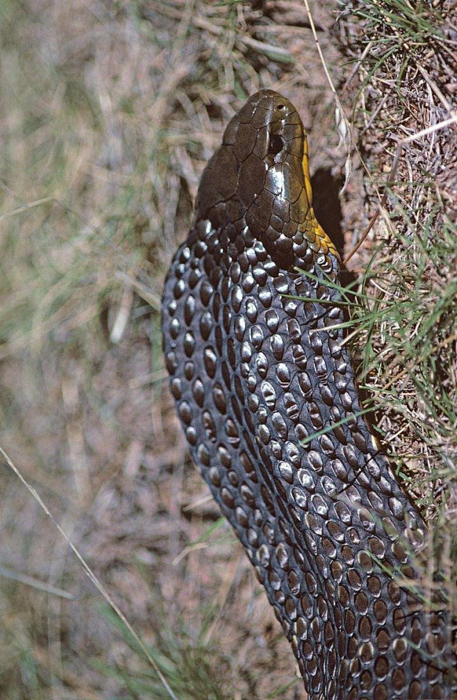新蛇亚目眼镜蛇科虎蛇