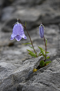 夏星梦采集到花——五彩缤纷