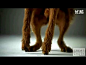 宝路狗粮广告：真正销魂的狗狗------------这广告给狗狗看了。口水不全下来了么？搜创意：www.sochuangyi.com 挖掘分享高质量创意视频短片。