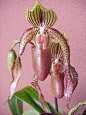 Lady's Slipper Orchid ~ Miks' Pics "Flowers l" board @ http://www.pinterest.com/msmgish/flowers-l/