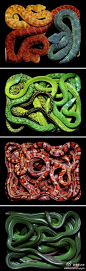 摄影之友：http://t.cn/zWCTahK 艺术家Gido Mocafico 使用不同种类的蛇拍摄的奇妙照片。在已知的2900种蛇中，很少是危险的，能使人致命的就更少了，但人类对蛇的偏见依然很深。这位艺术家希望你能够通过这些丰富多彩的图像重现认识这种动物。