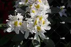 杜鹃 花 绽放 灌木 美丽的花朵 盛开 自然 花壁纸 花卉背景
