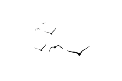 鸟
