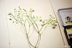 跃然纸上的唯美满天星手绘插画图片